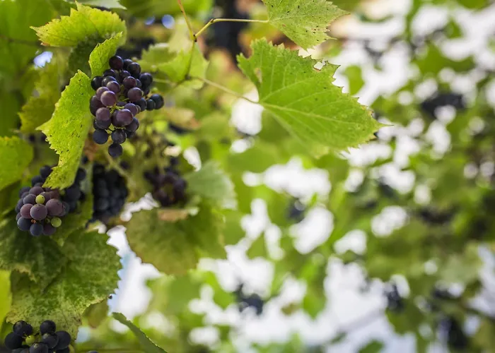 Hotel Hotel La Pergola 3*